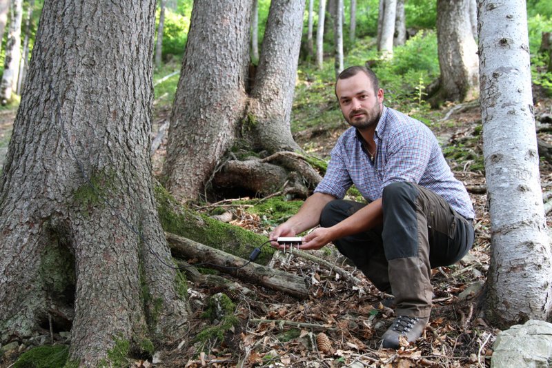 Trockenheit: Wald sendet Daten