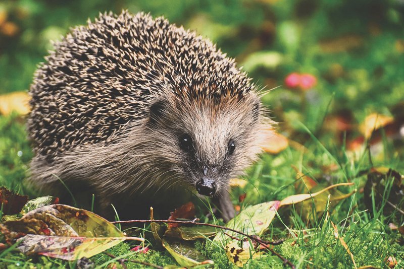 Naturnahe Gärten sind tierisch