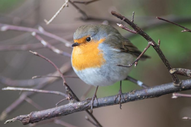 Kleines Paradies für Mensch und Vogel