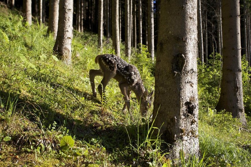 Respekt vor den Wildtieren
