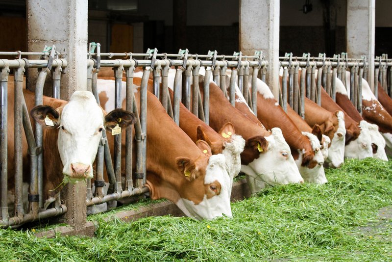 Bauern versorgen uns mit Lebensmitteln