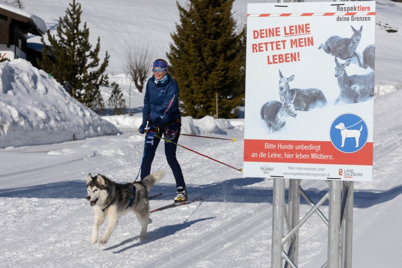 Die Hundeleine rettet Leben
